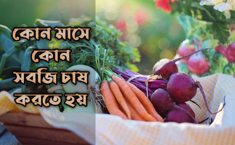 কোন মাসে কোন সবজি চাষ করতে হয়