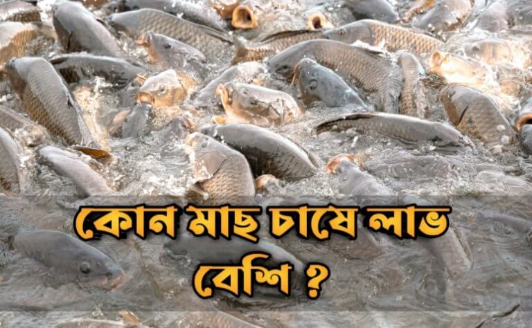 কোন মাছ চাষে লাভ বেশি জেনে নিন