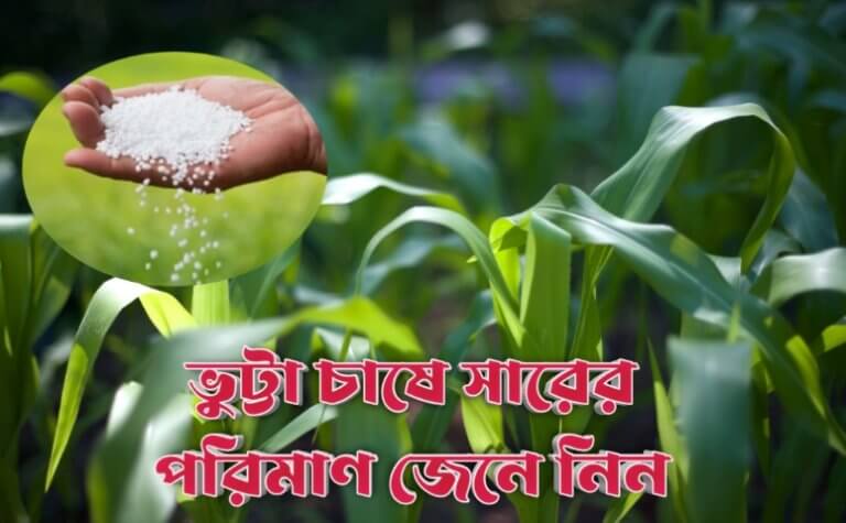 ভুট্টা চাষে সারের পরিমান